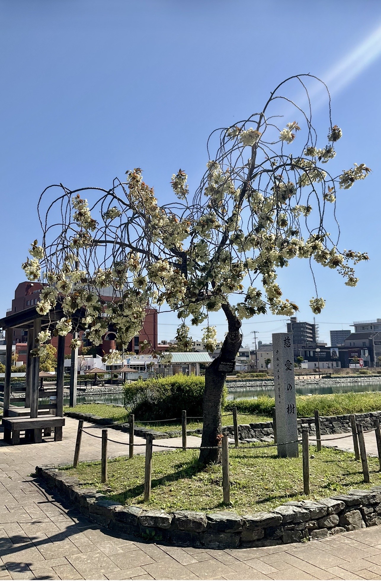 徳島中央公園　武道館横